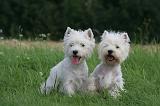 WESTIE 414